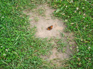 Fototapete bei efototapeten.de bestellen   