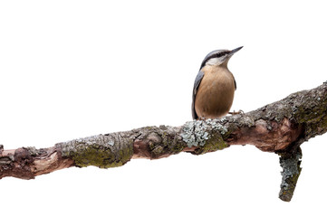 European nuthatch Sitta europaea on white background