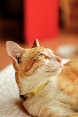 Cute cats and sleepy cat