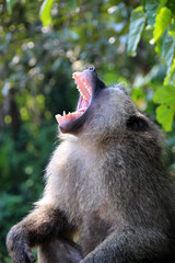 Paviane in der Wildnis von Afrika Uganda