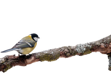 Great Tit in front of white background