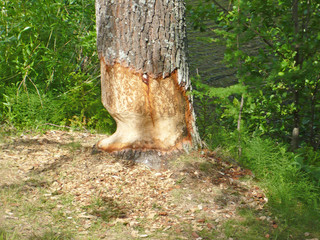 Tree after beavers