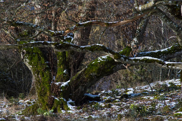 Baum mit Moos und etwas Schnee