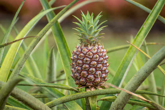 Pineapple growing in a field, Hawaii, America, USA