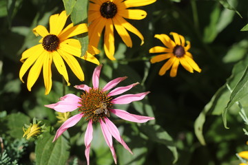 Jeż&oacute;wka purpurowa Echinacea