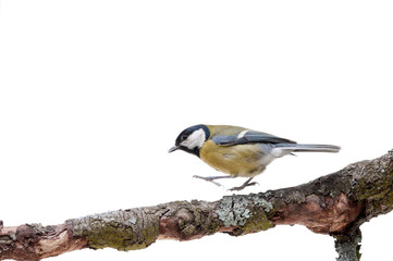 Great Tit in front of white background