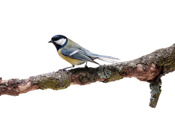 Great Tit in front of white background