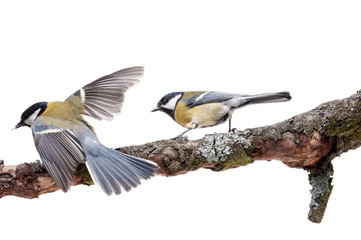 Great Tit in front of white background