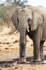 Naklejka na ściany i meble Majestic african elephants, Etosha, Namibia