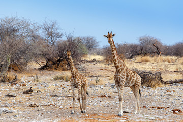 Giraffe camelopardalis near waterhole, Namibia