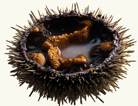 oursin , iode , mer , oursin comestible 