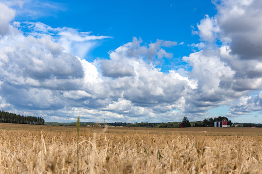 Wheat fields of Lohja