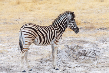 Obraz na płótnie Canvas cute baby of Zebra in african bush