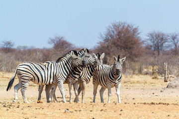 Fototapeta na wymiar Zebra family in african bush