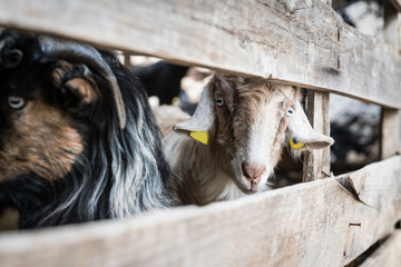 Fototapeta premium White and black goats stand behind fencing, their heads stick out only