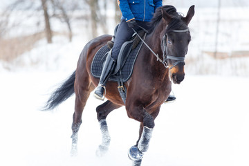 Bay horse with female rider galloping on winter field. Equestrian concept image