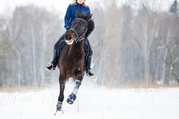 Bay horse with female rider galloping on winter field. Equestrian concept image