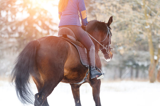 Bay horse with female rider trotting on winter field. Equestrian concept image with copy space