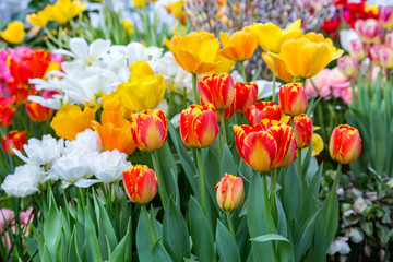 Colorful bright tulips blossom in early spring
