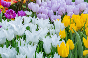 Colorful bright tulips blossom in early spring
