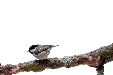Coal tit isolated on white