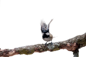 Coal tit isolated on white