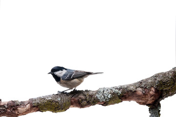 Coal tit isolated on white
