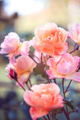 Fototapeta na wymiar Spring. Roses flowers in nature