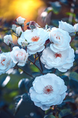 Nature. Spring flowers in garden