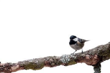 Coal tit isolated on white