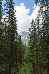Forest: Group of Green Firs in Summer Time and Peak of Italian Dolomites Alps in Background