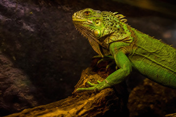 Close-up of green iguana