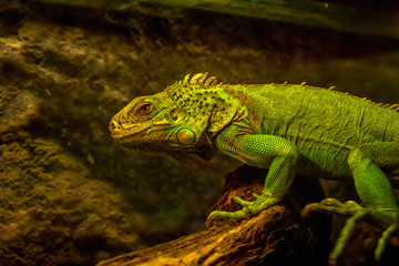 Fototapeta premium Close-up of green iguana