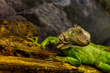 Close-up of green iguana