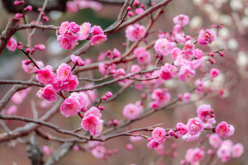 Fototapeta na wymiar Pink Peach Blossom Colorful and beautiful in winter.