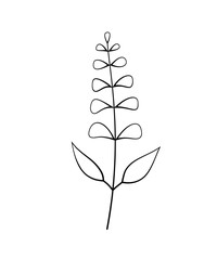 Vector illustration of sage with flower
