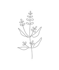 Vector illustration of sage with flower