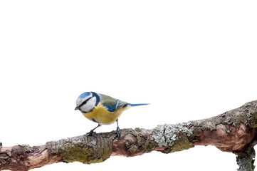 Blue Tit perched on a branch isolated on white