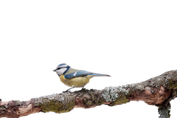 Blue Tit perched on a branch isolated on white