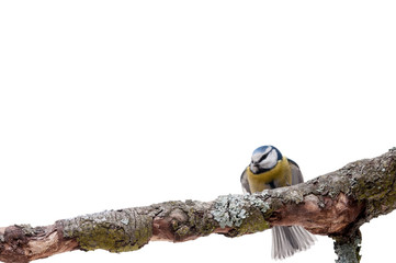 Blue Tit perched on a branch isolated on white