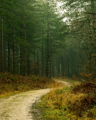 Fototapeta premium Misty forest trail 