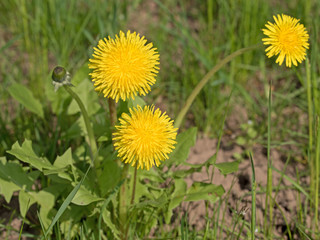 Blühender Löwenzahn, Taraxacum