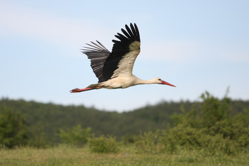 A Stork in Flight