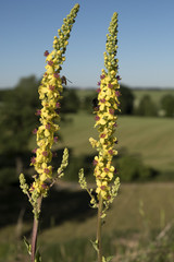 Zwarte Toorts in bloei in Zuid-Limburg