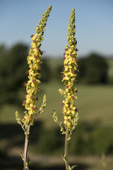 Zwarte Toorts in bloei in Zuid-Limburg
