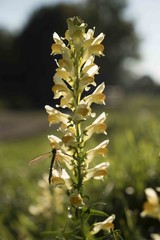 het vlasbekje in Zuid-Limburg