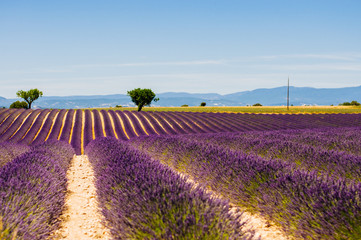 Plakat Lavender field with mountains in the background