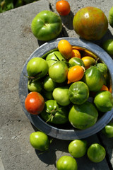 Green tomatoes above