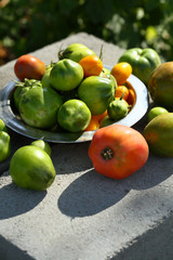 Green tomatoes on concrete