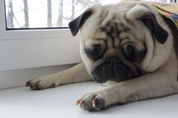 dog breed pug laying at window-sill